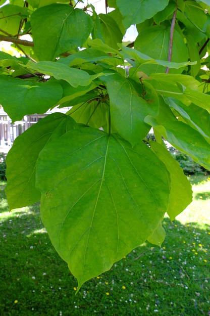 July close-up photo