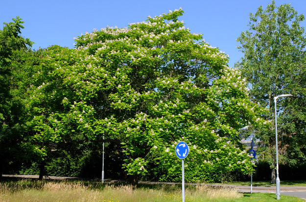 July tree photo