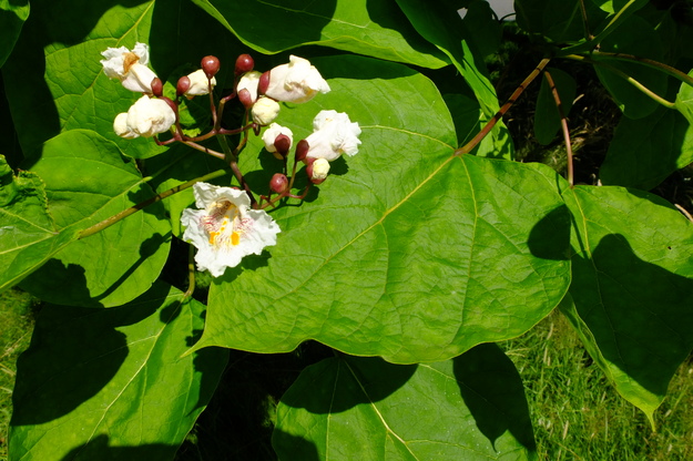 July close-up photo