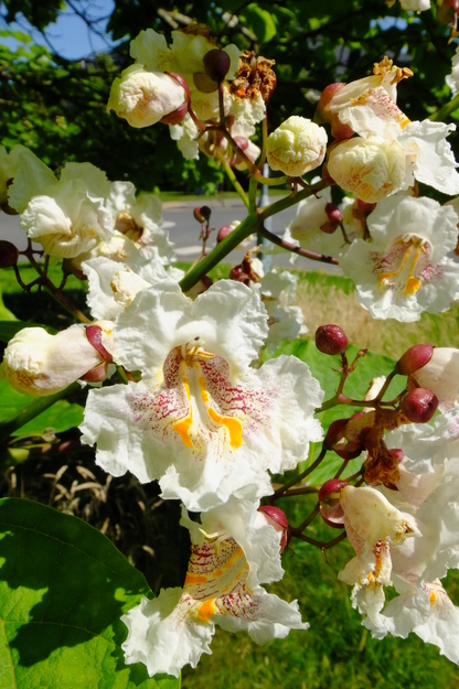 July close-up photo