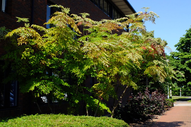 July tree photo