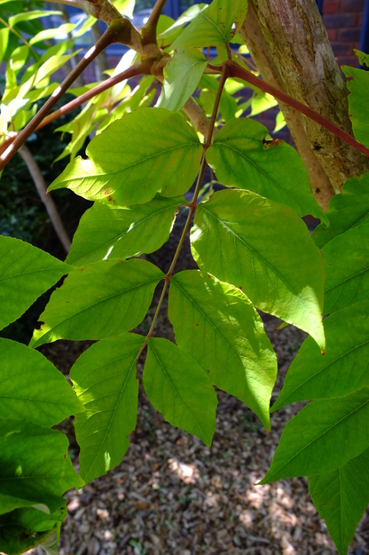 July close-up photo