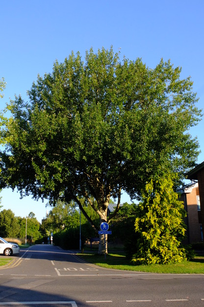 July tree photo