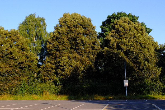 July tree photo