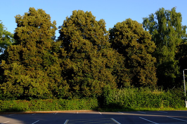 July tree photo