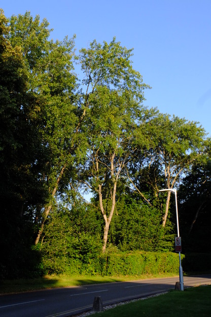 July tree photo