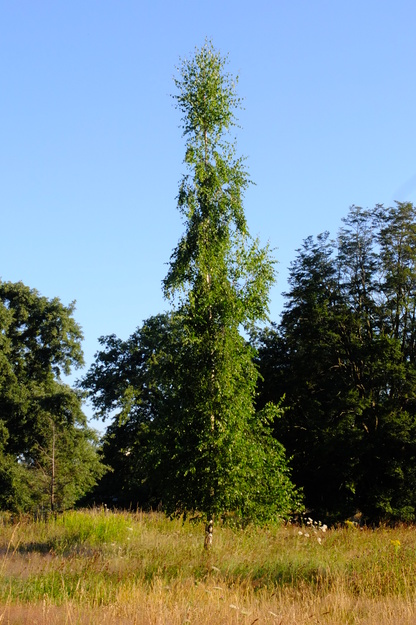 July tree photo