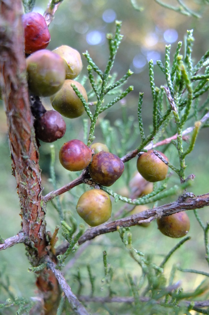 July close-up photo