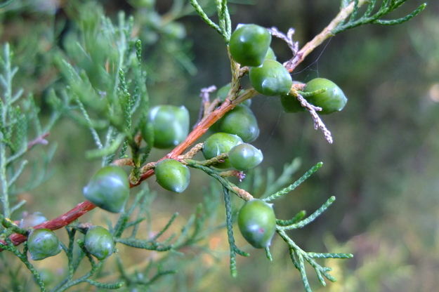 July close-up photo