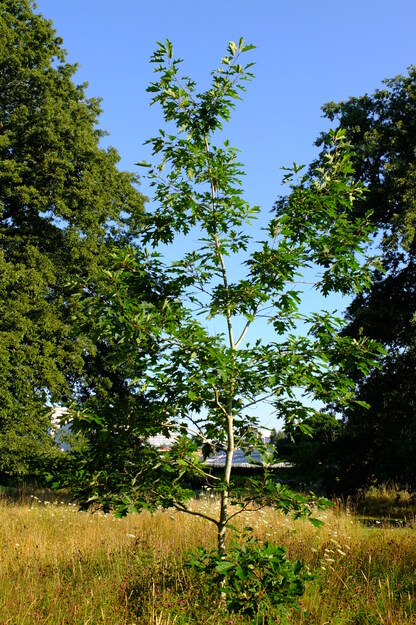 July tree photo