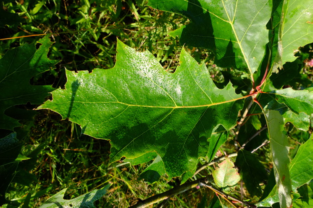 July close-up photo