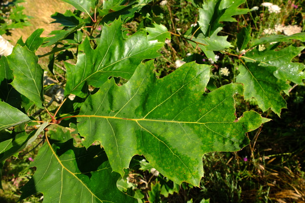 July close-up photo