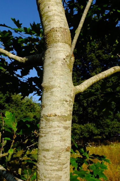 July close-up photo