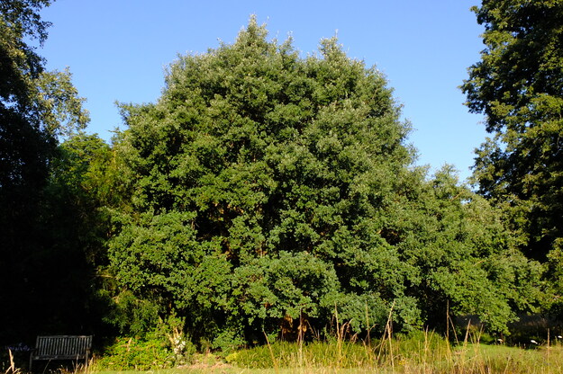 July tree photo