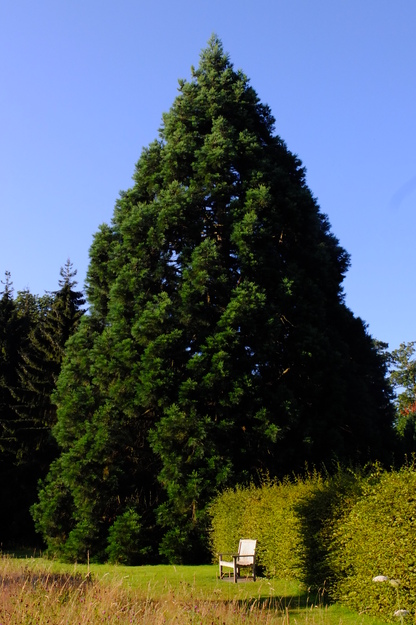 Harris Garden tree photo