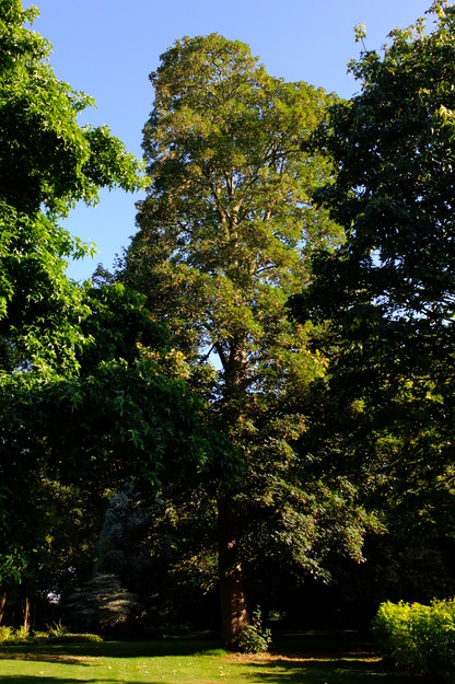 July tree photo