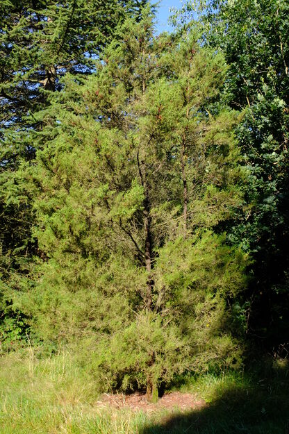 July tree photo
