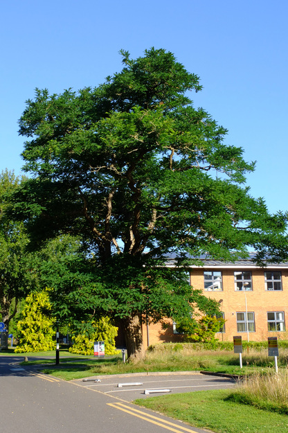 July tree photo