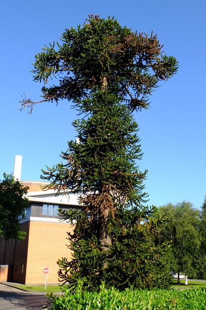 July tree photo