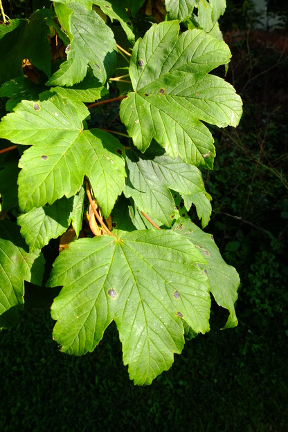 July close-up photo