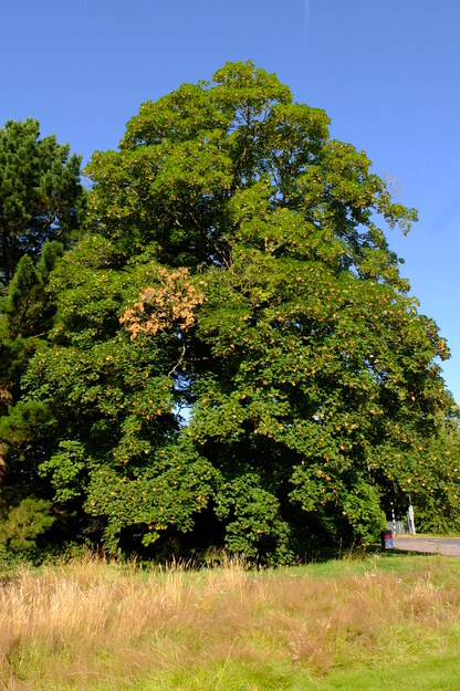 July tree photo