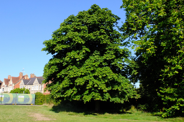 July tree photo