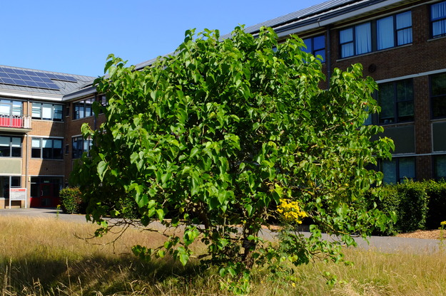 July tree photo