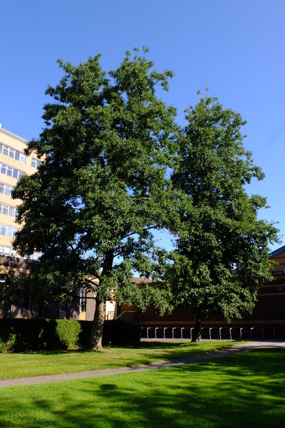July tree photo