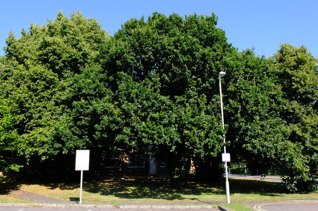 July tree photo