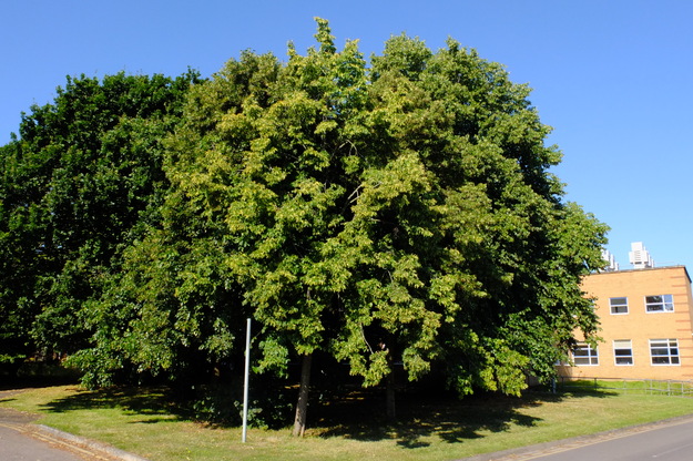 July tree photo