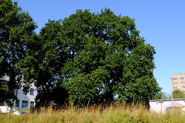 July tree photo