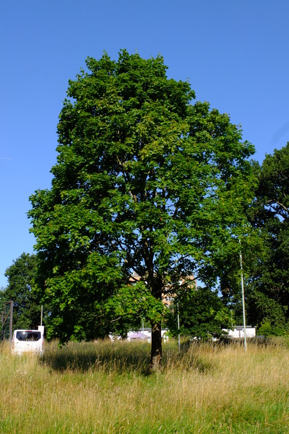 July tree photo