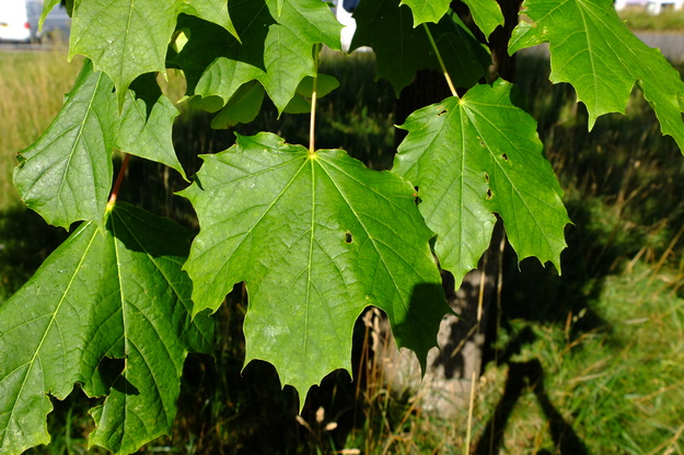 July close-up photo