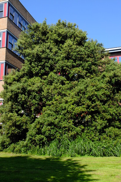 July tree photo