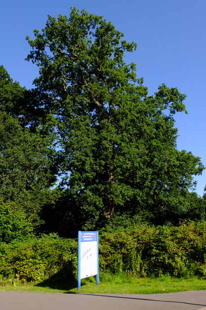 July tree photo