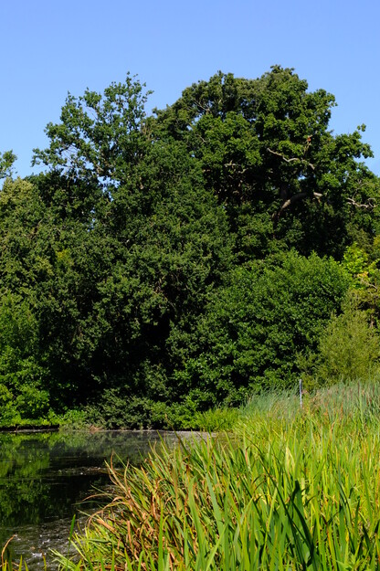 July tree photo