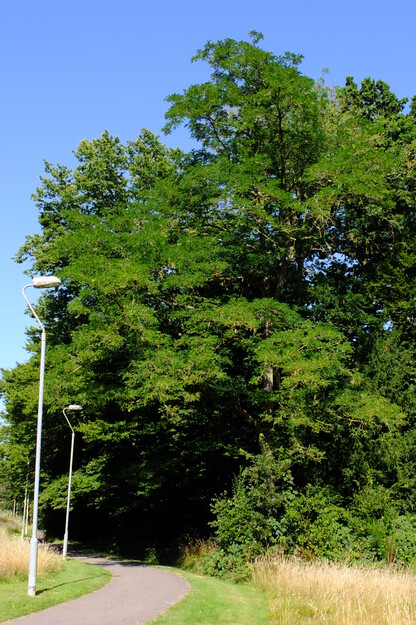 July tree photo