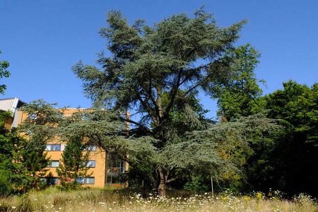 July tree photo
