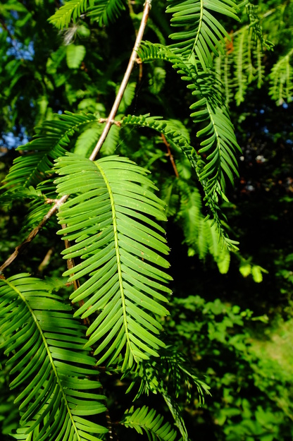 July close-up photo