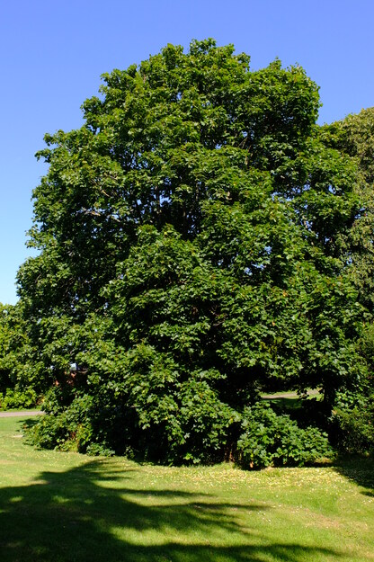 July tree photo