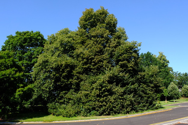 July tree photo