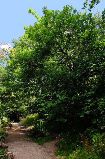 July tree photo