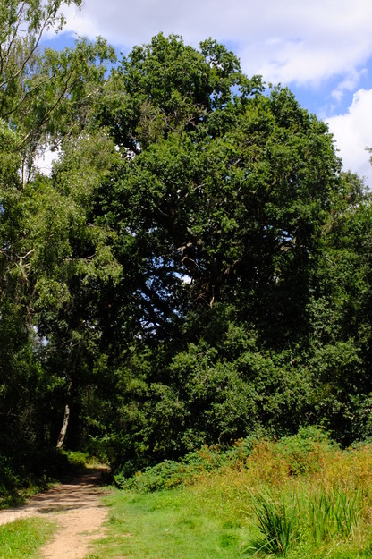 July tree photo