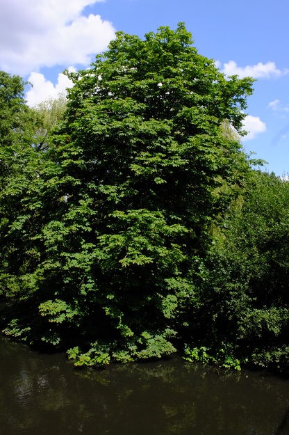 July tree photo
