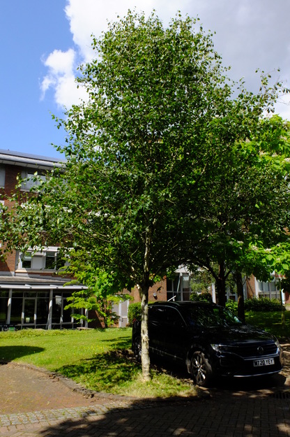 July tree photo