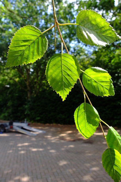 July close-up photo