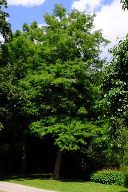 July tree photo