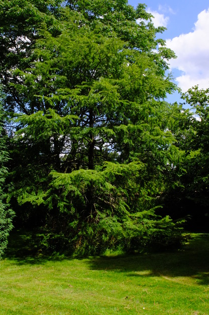 July tree photo
