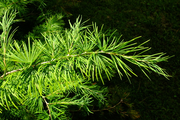 July close-up photo