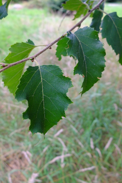 July close-up photo